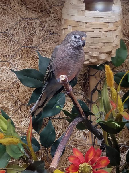 ADS Aviary Services